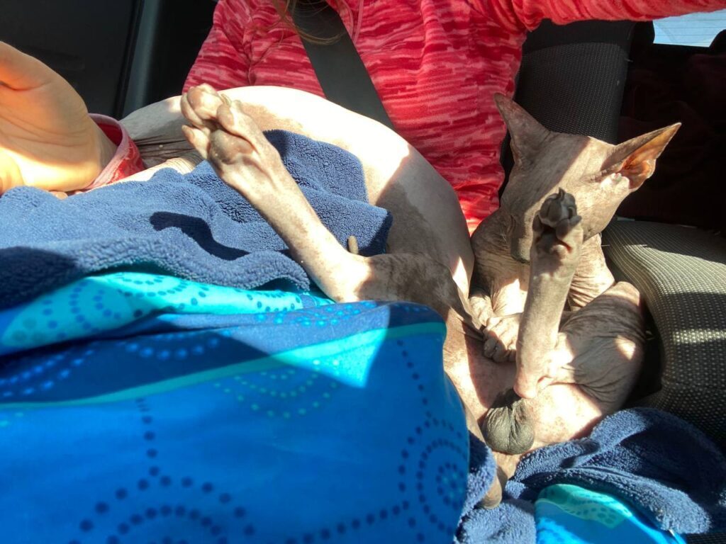 «Волонтерство — це не тільки альтруїзм, це більше егоїзм». Як Олена Гашинська привезла вже 14 пікапів для фронту