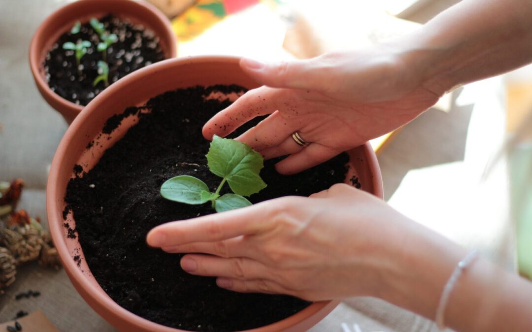 Балконне городництво: Продовольча безпека чи розрада для душі?