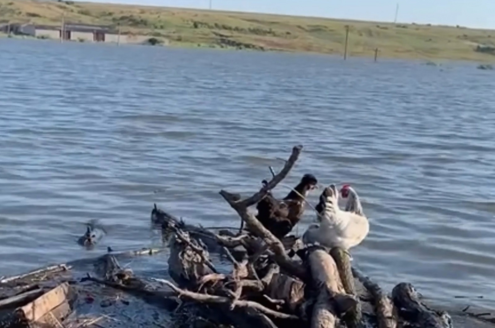 Гурт Vivienne Mort випустив щемкий кліп про наслідки підриву Каховської ГЕС і порятунок тварин