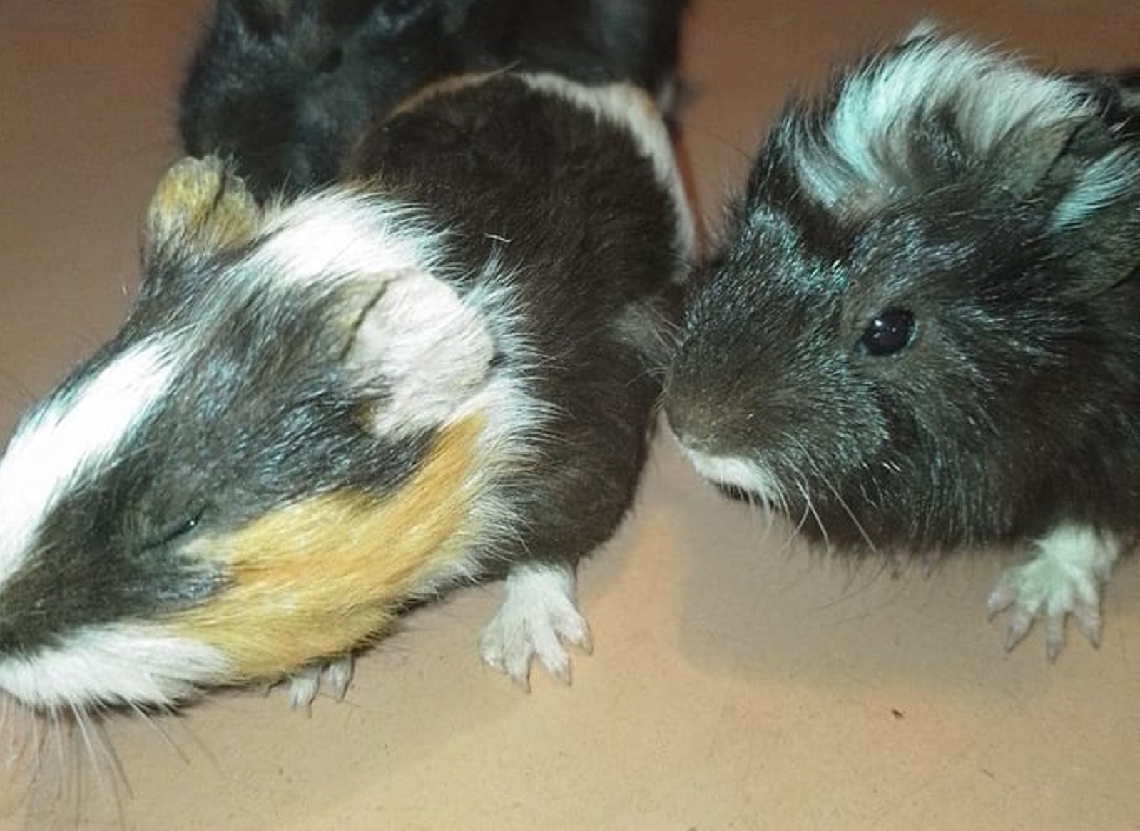 Частину тварин із «Казкової Діброви» на Херсонщині врятувала працівниця зоопарку