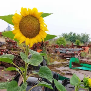 Зберегти памʼять, врятувати спадщину — історії про жінок, які збирають свідчення війни