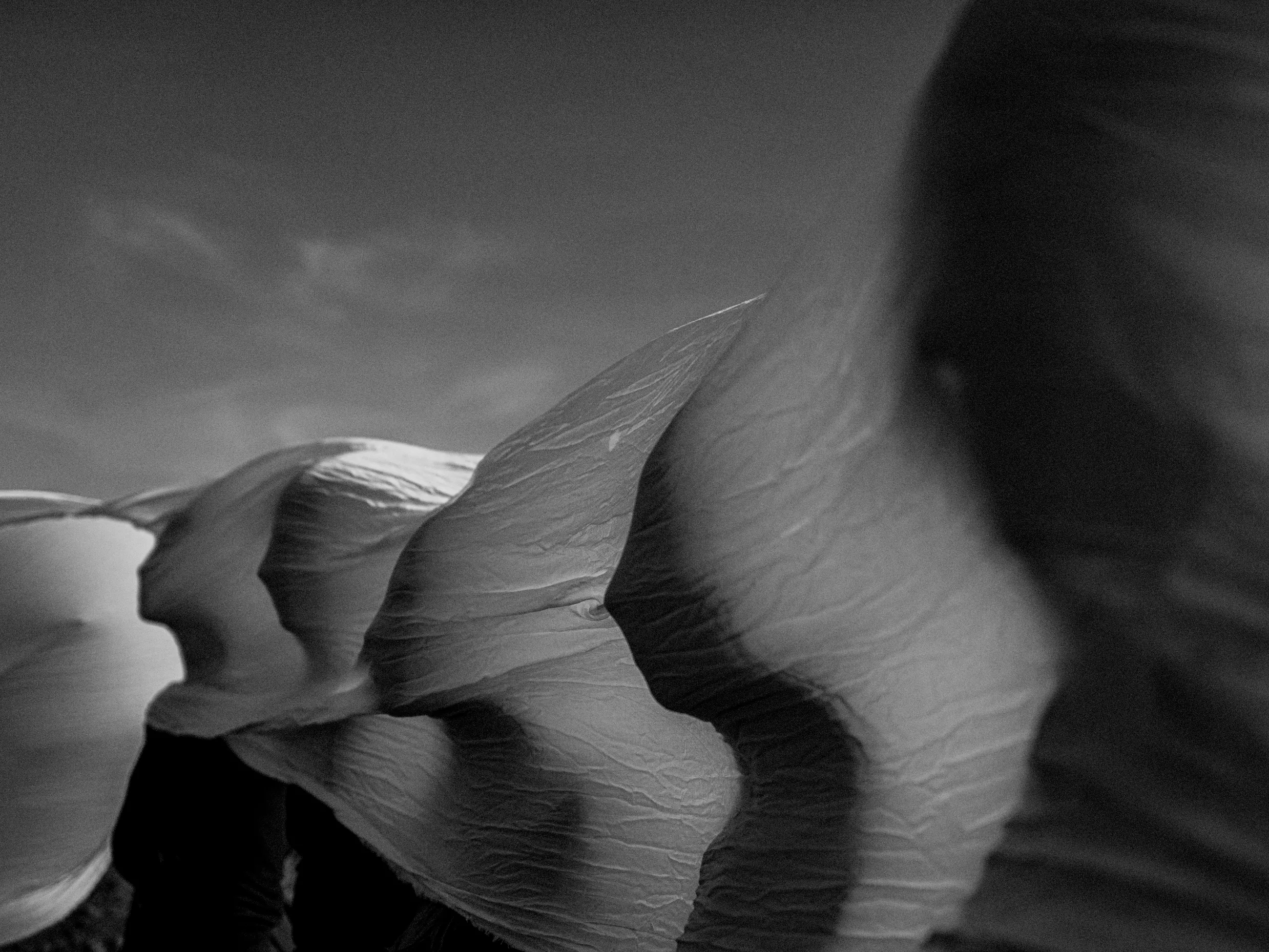 У Київській опері покажуть пластичну виставу «Косачка», присвячену дослідженню жіночої сили 