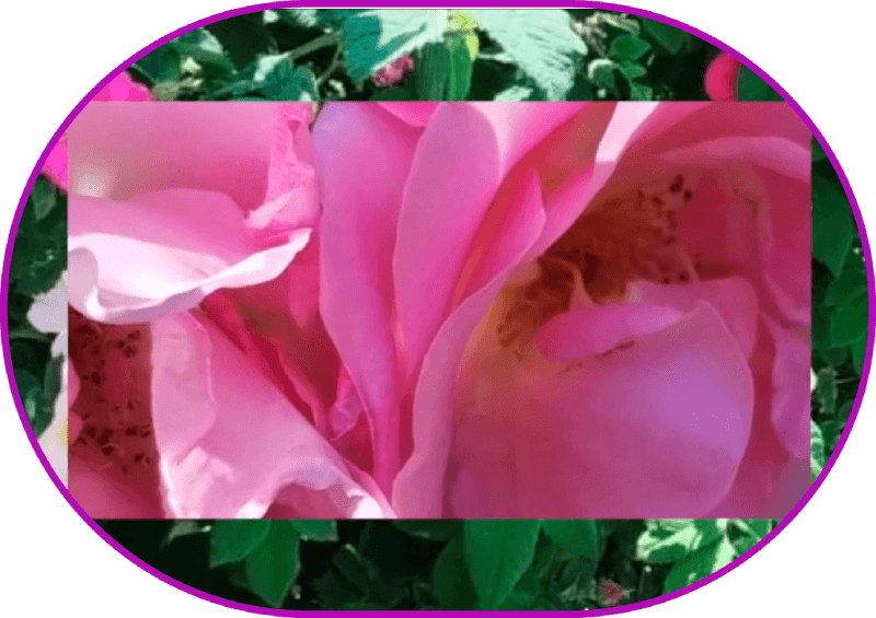 Онлайн-фестиваль феміністичного кіно «Фільма» оголосив цьогорічну програму