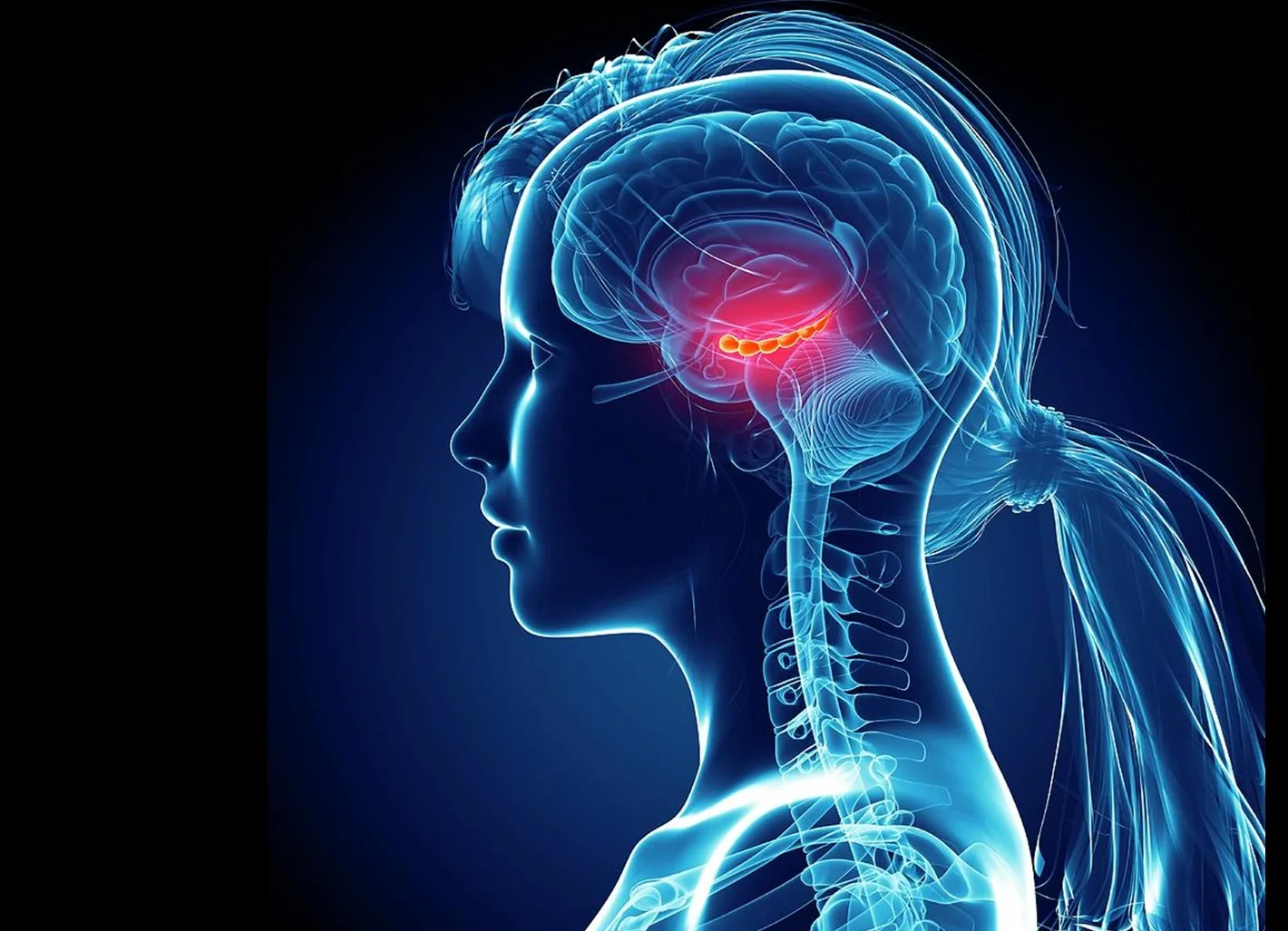 Менструальний цикл може змінювати структуру певних ділянок мозку жінки — дослідження