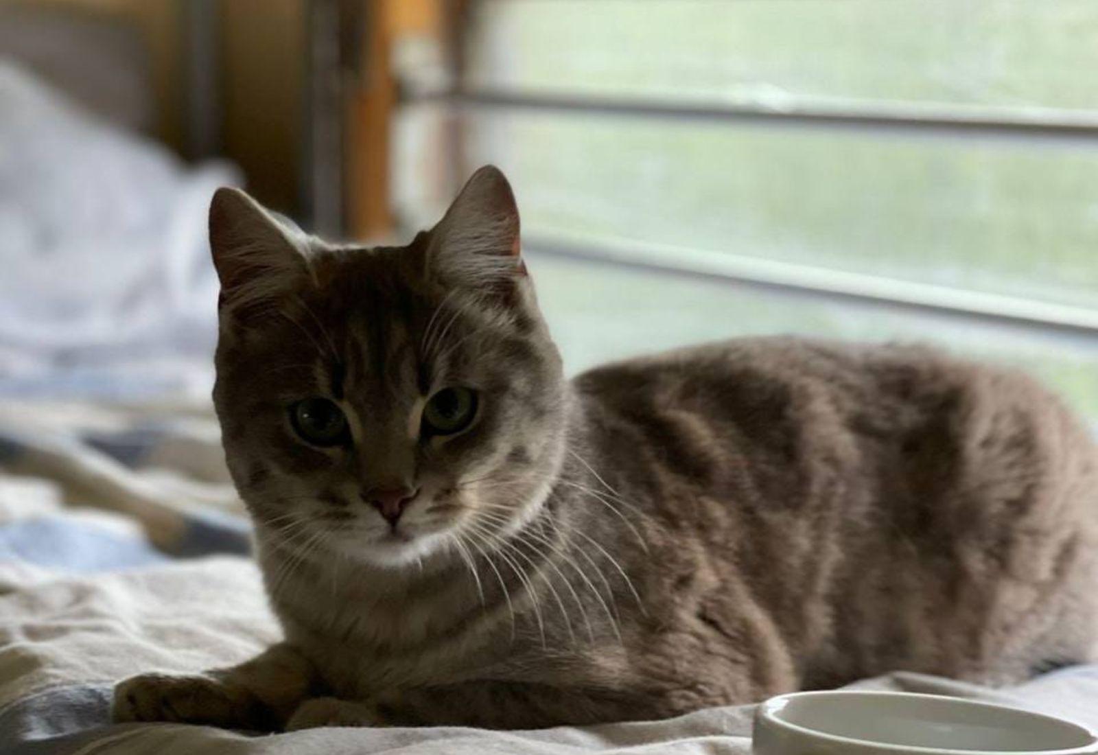 В Україні змінять правила перевезення тварин залізницею: про що йдеться