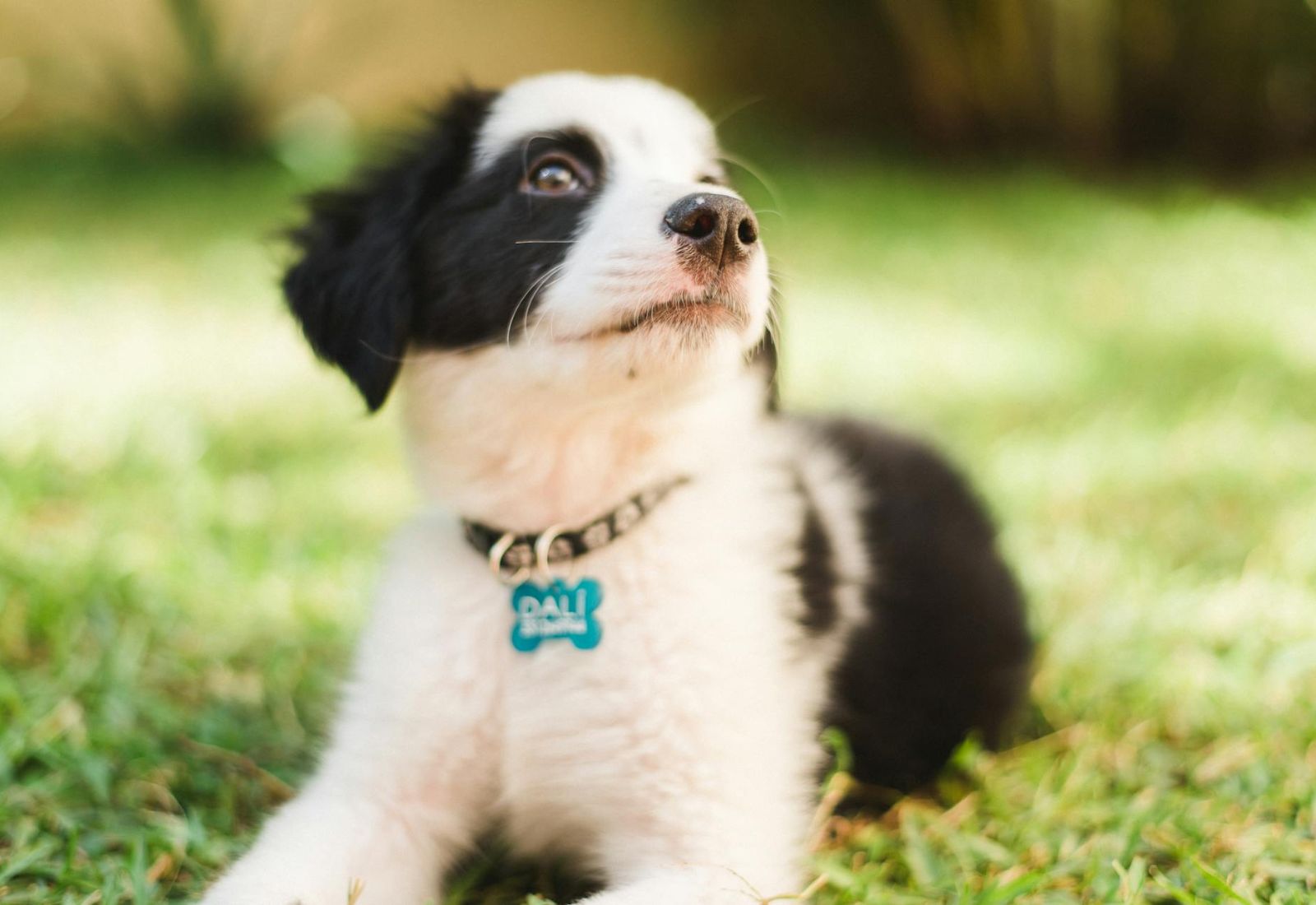 В Україні створять Єдиний державний реєстр домашніх тварин, а в «Дії» з’являться ветпаспорти