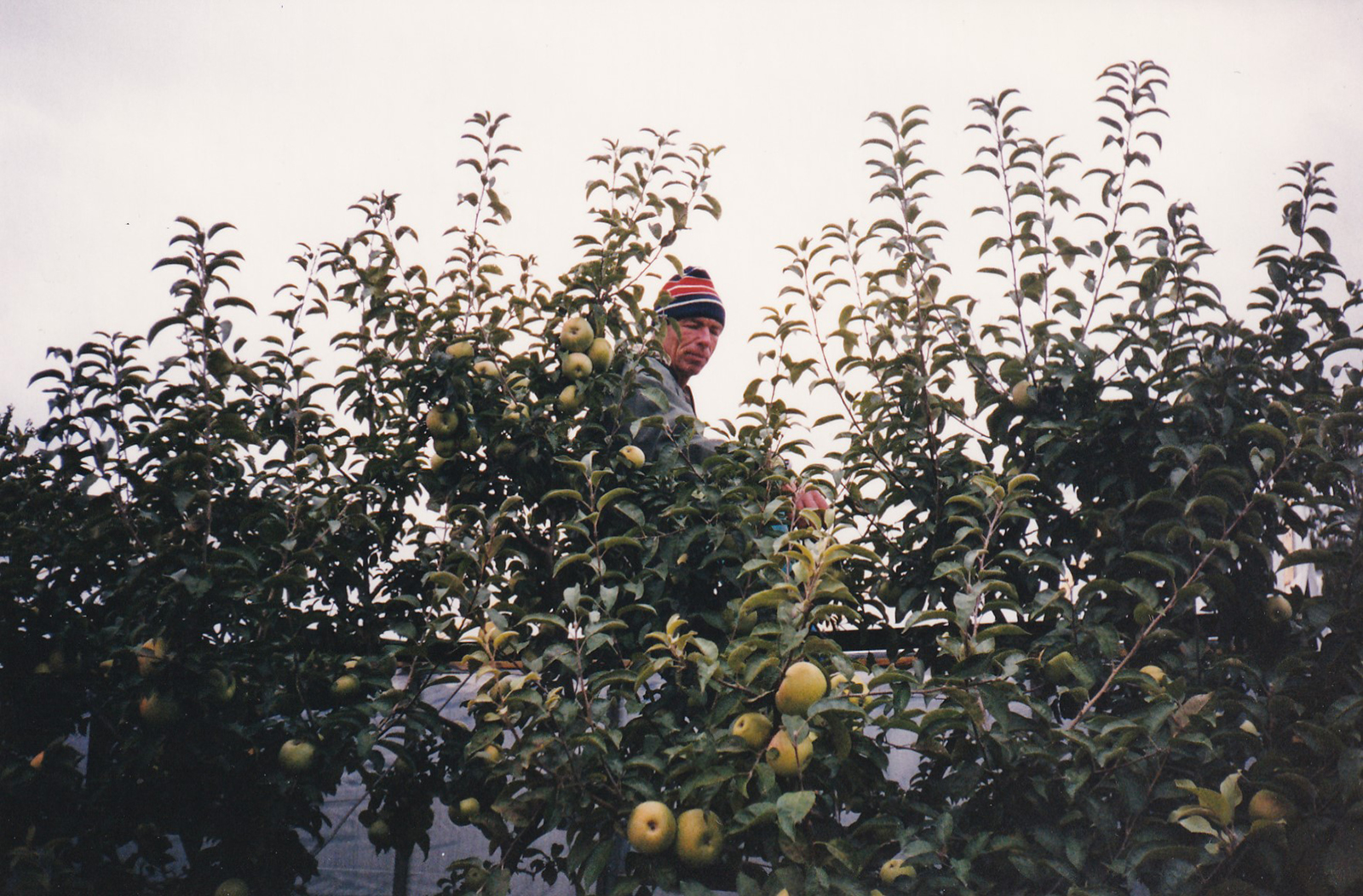 «‎Поки є робота, треба робити». Історія власниці квіткового бізнесу з Краматорська Лариси Одаренко