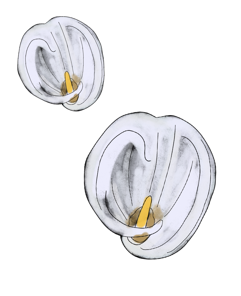 Скринінг раку шийки матки: Коли здавати ПАП-тест і як готуватися до процедури