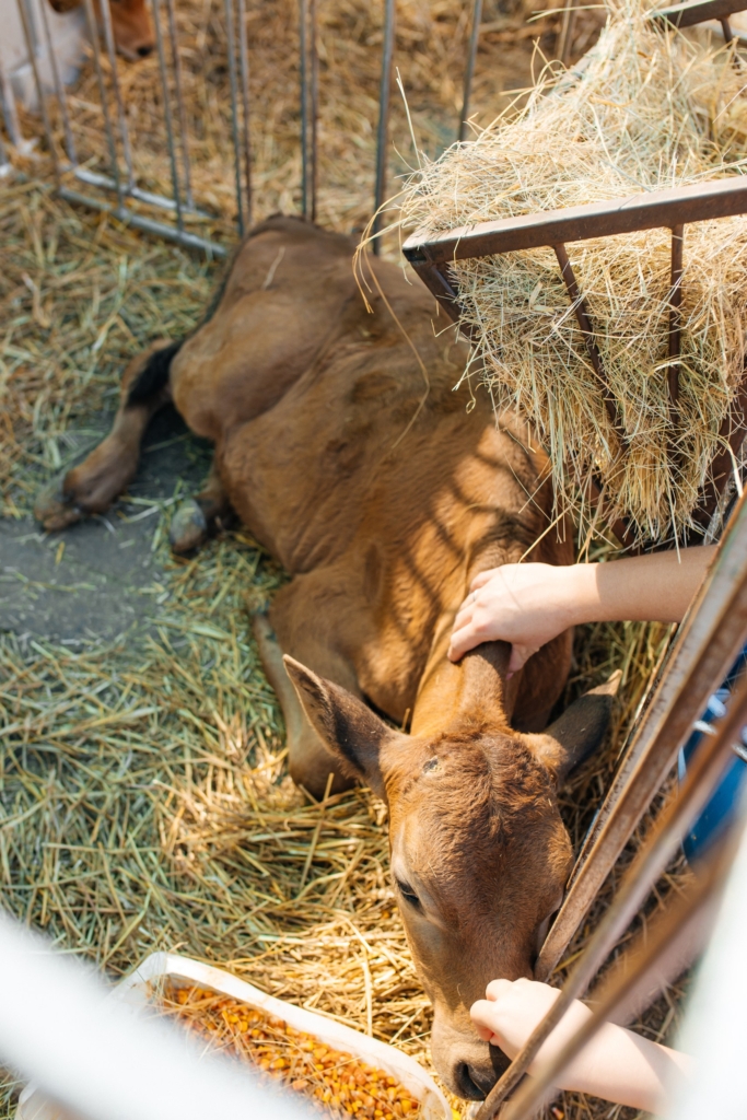 «Ми рятуємо тварин, а потім вони рятують людей». Як працює реабілітаційний центр «Зелений Гай»