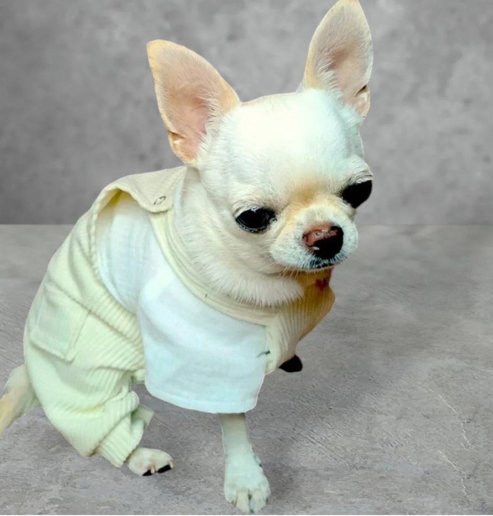 «Будувати життя з нуля та ставати видимими». Як тренінговий проєкт у Запоріжжі навчає жінок підприємництва