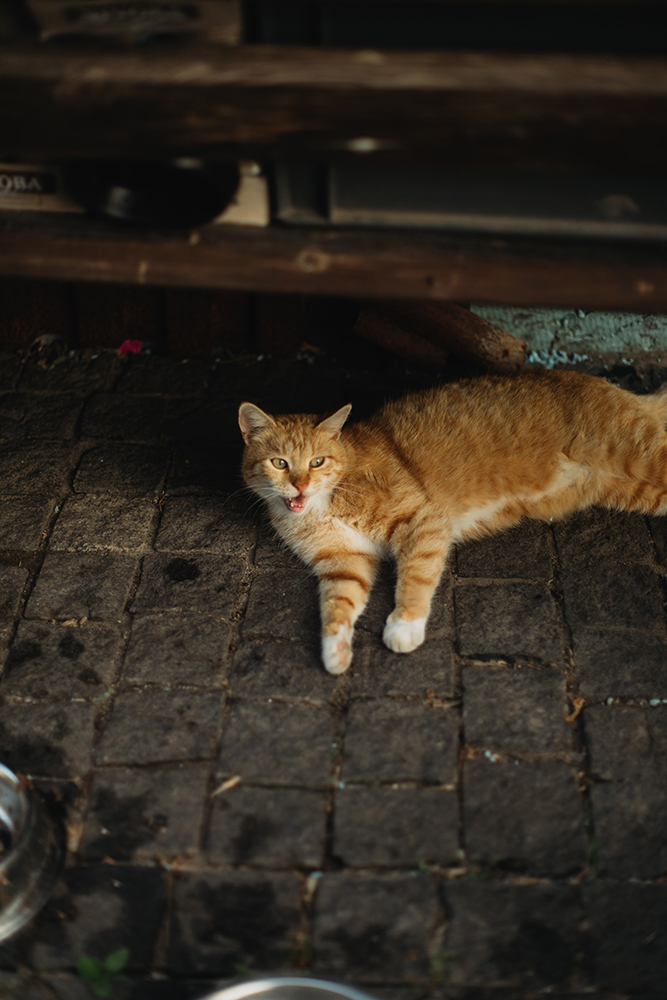 «‎Найбільше сумую за довгими прогулянками з собаками в лісі. Зараз ліси навколо заміновані». Історія зооволонтерки Наталії Тітомир