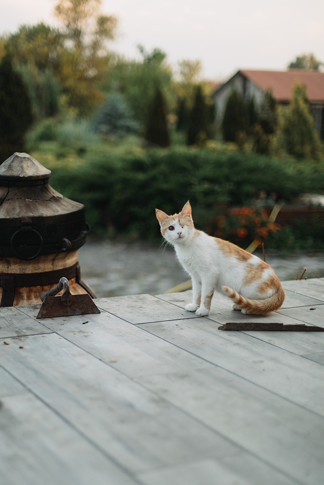 «‎Найбільше сумую за довгими прогулянками з собаками в лісі. Зараз ліси навколо заміновані». Історія зооволонтерки Наталії Тітомир
