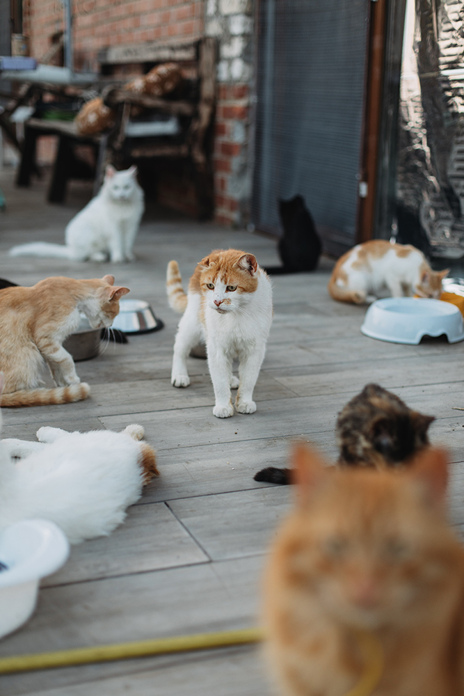«‎Найбільше сумую за довгими прогулянками з собаками в лісі. Зараз ліси навколо заміновані». Історія зооволонтерки Наталії Тітомир
