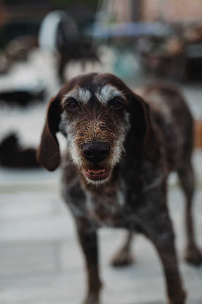 «‎Найбільше сумую за довгими прогулянками з собаками в лісі. Зараз ліси навколо заміновані». Історія зооволонтерки Наталії Тітомир