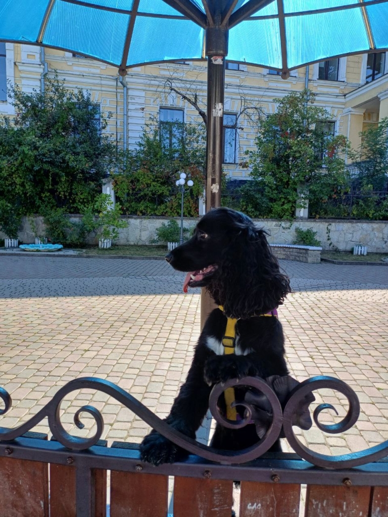 «‎Успіх — це коли дитина після занять із тобою хоче навчатися далі». Чому фахівчині стають менторками для школярів