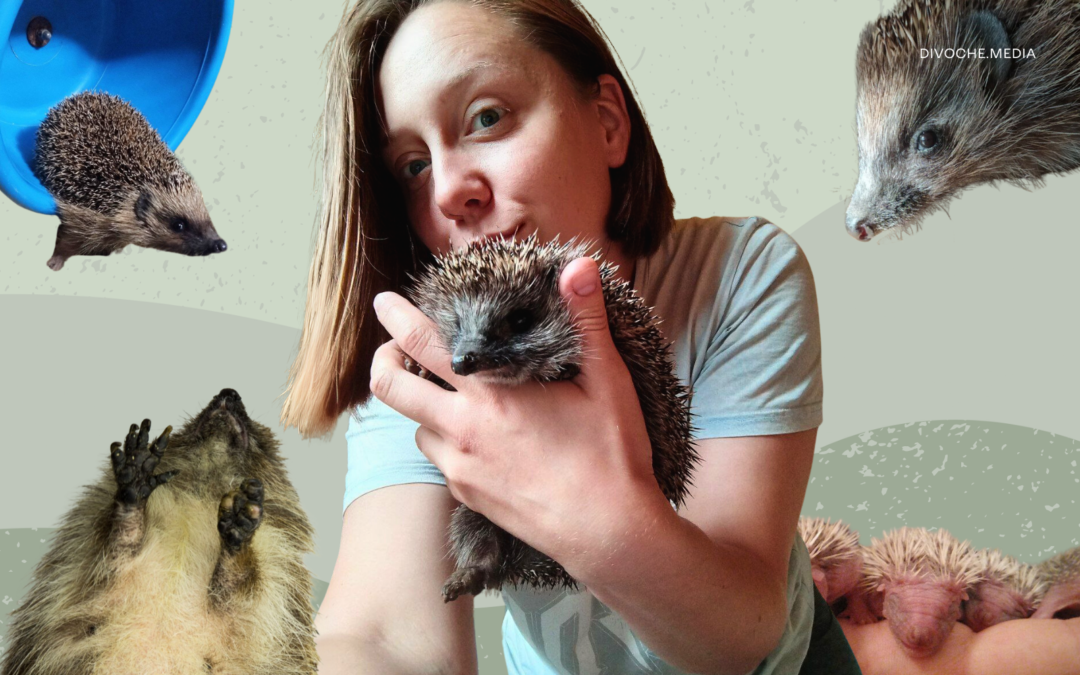 Всі статті 22 Реабілітація колючих сердець. Як київська зооволонтерка рятує їжаків