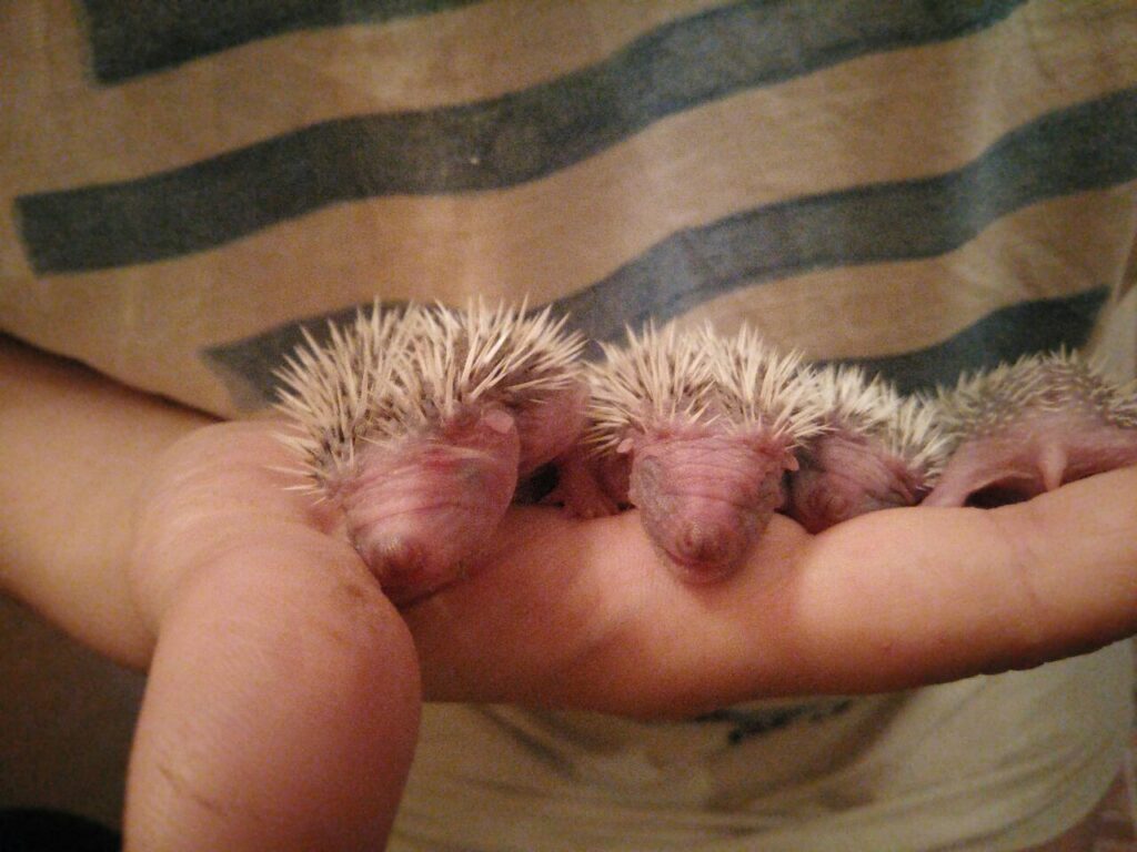 Реабілітація колючих сердець. Як київська зооволонтерка рятує їжаків