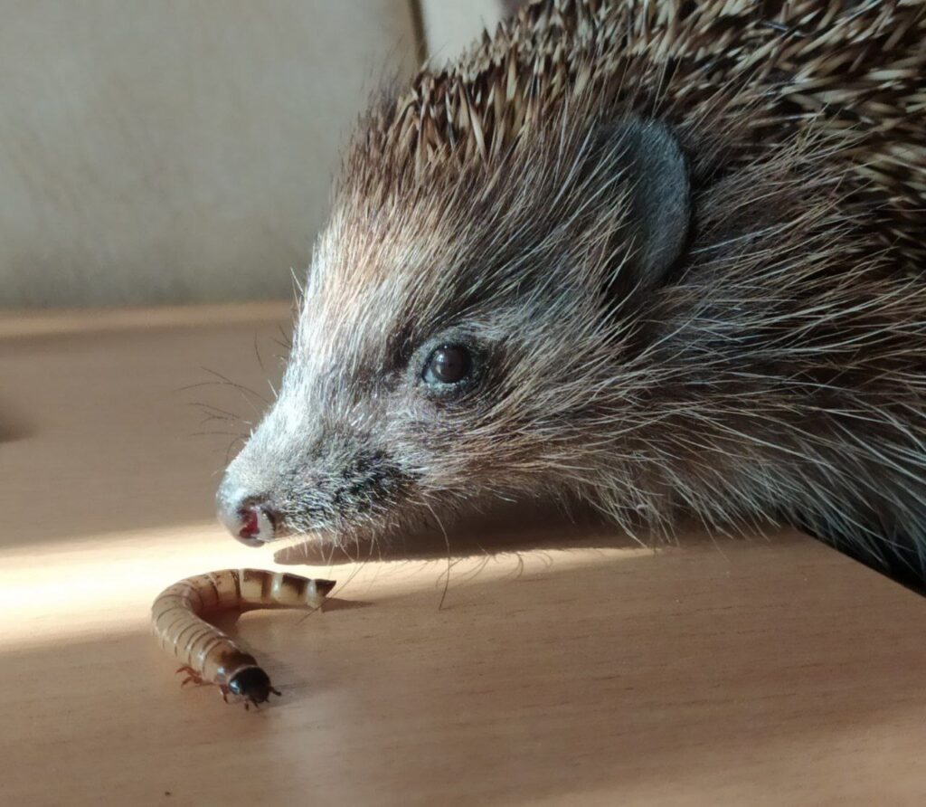 Реабілітація колючих сердець. Як київська зооволонтерка рятує їжаків