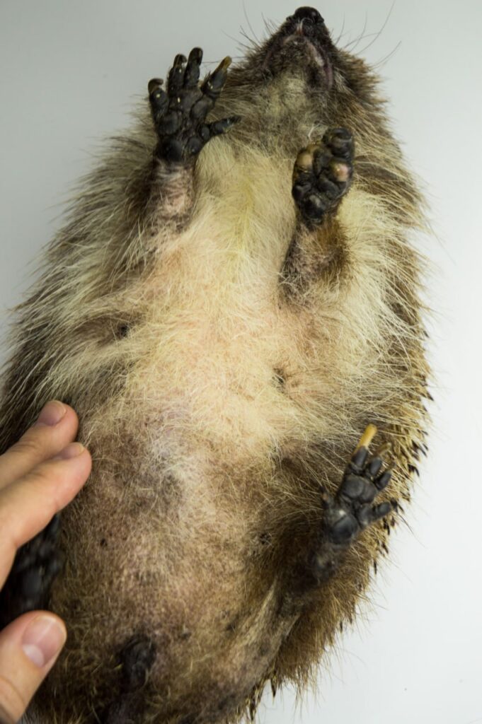 Реабілітація колючих сердець. Як київська зооволонтерка рятує їжаків