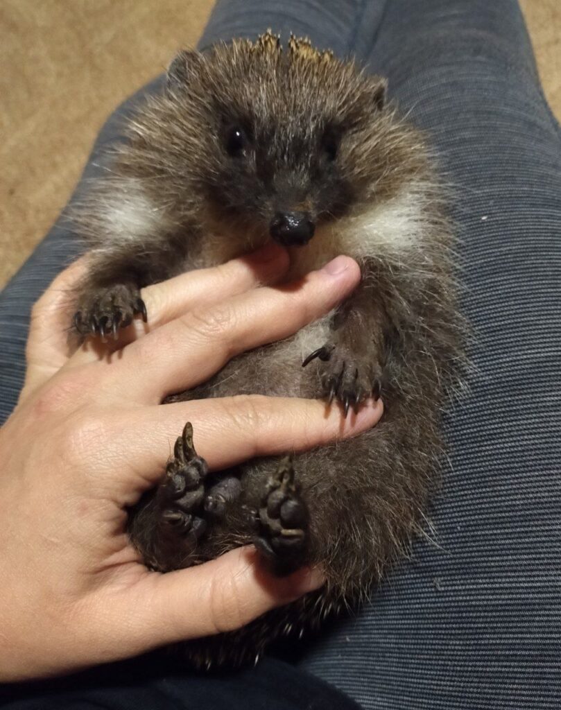 Реабілітація колючих сердець. Як київська зооволонтерка рятує їжаків