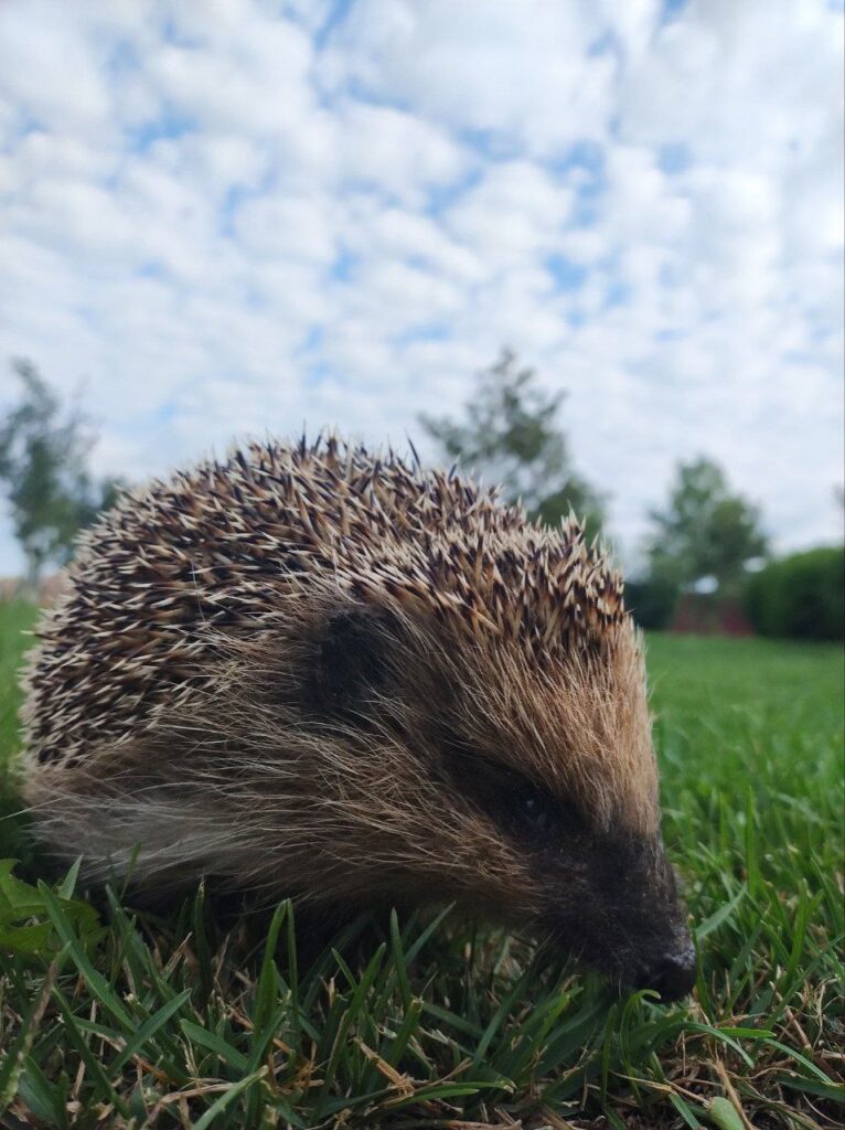 Реабілітація колючих сердець. Як київська зооволонтерка рятує їжаків