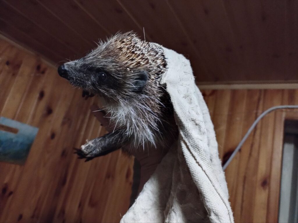 Реабілітація колючих сердець. Як київська зооволонтерка рятує їжаків