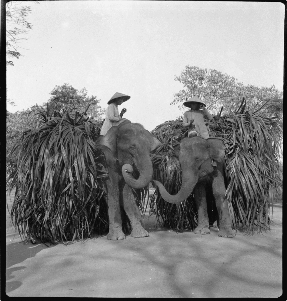 «Яблонська знала, як пояснити світові, що таке Україна»: Вероніка Гоменюк про роботу зі спадщиною фотографки й мандрівниці та заснування фундації її імені