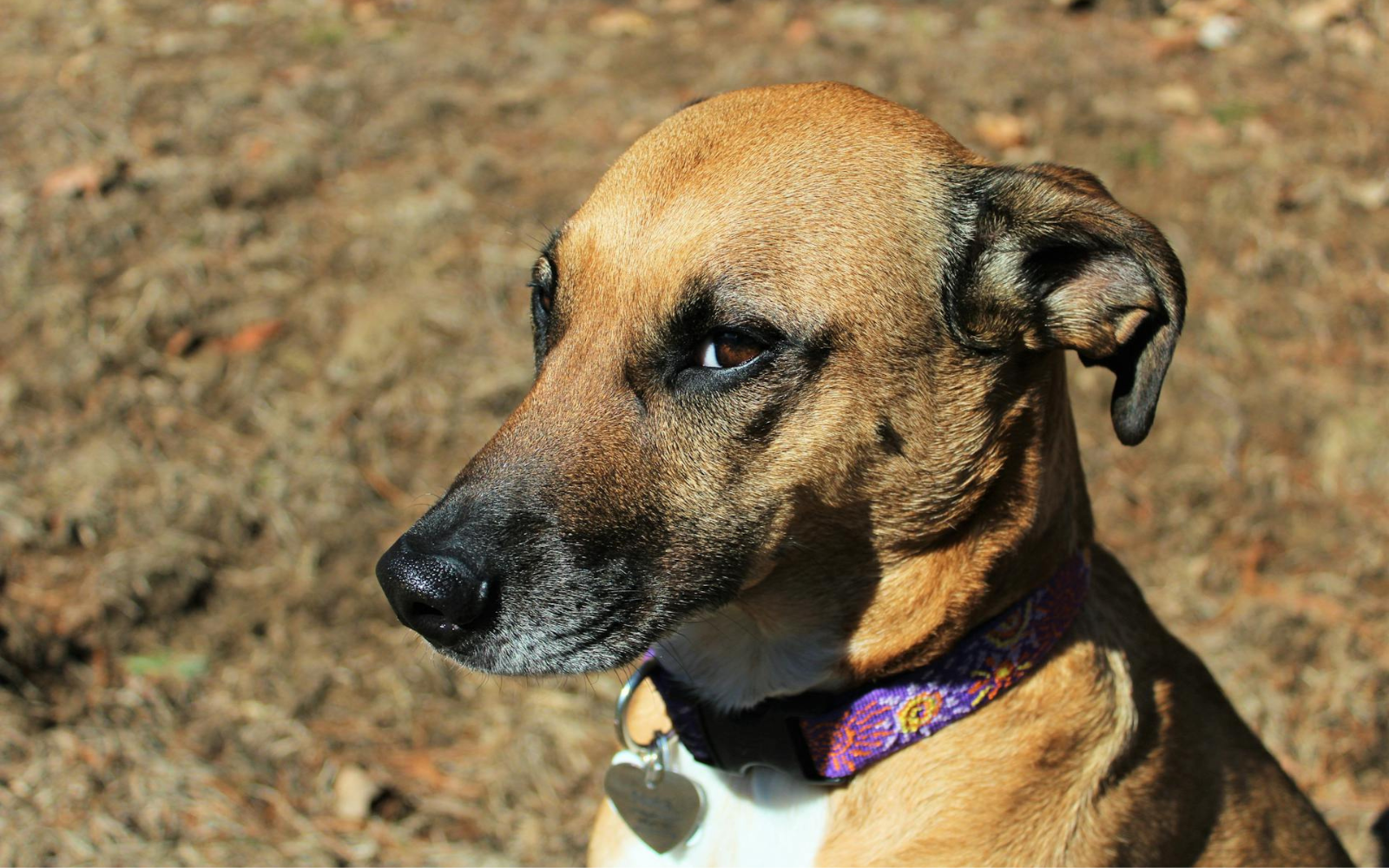 У Києві запускають реєстрацію домашніх тварин у ЦНАПах