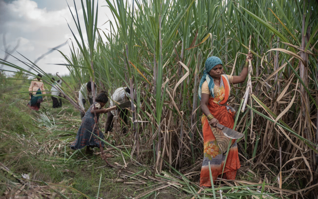 В Індії жінки змушені видаляти матки, щоб мати змогу працювати на плантаціях цукрової тростини, — The Guardian