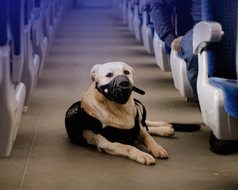 В Україні змінили правила перевезення тварин у поїздах