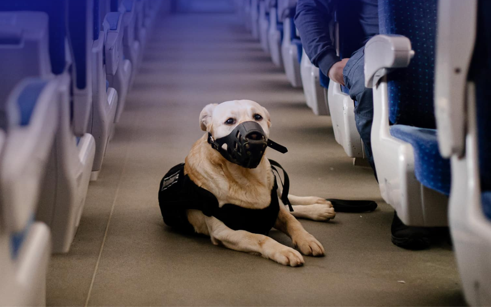 В Україні змінили правила перевезення тварин у поїздах