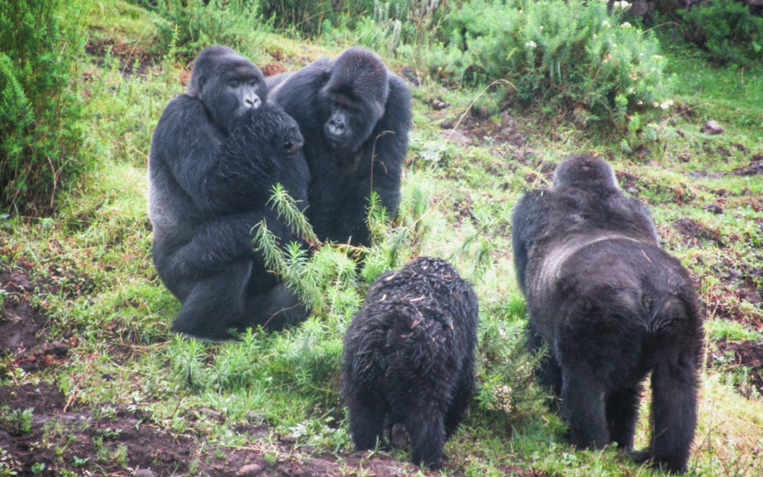 Самиці горил уникають самців, з якими виросли, та можуть через роки повертатися до давніх подруг — дослідження