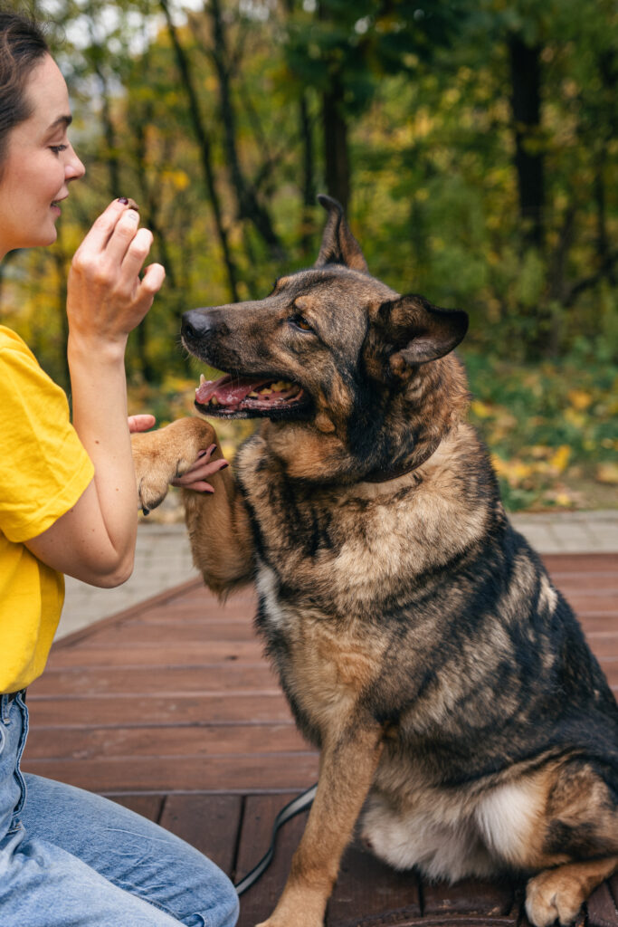 Справжня краса — це свідомий вибір. Як KRKR підтримує «Домівку врятованих тварин»