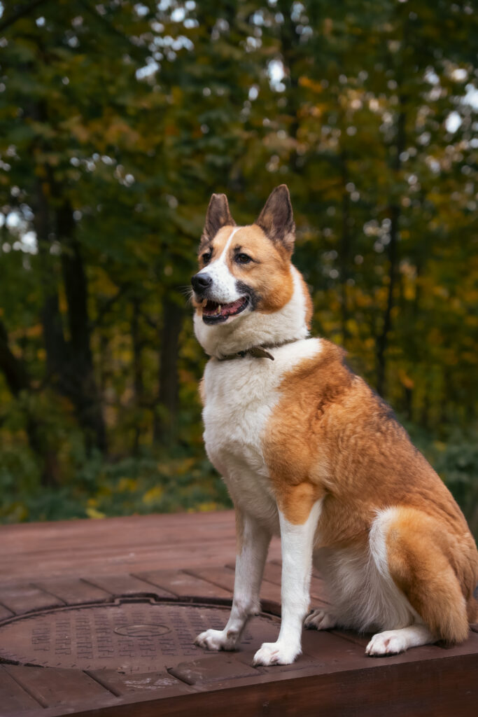 Справжня краса — це свідомий вибір. Як KRKR підтримує «Домівку врятованих тварин»