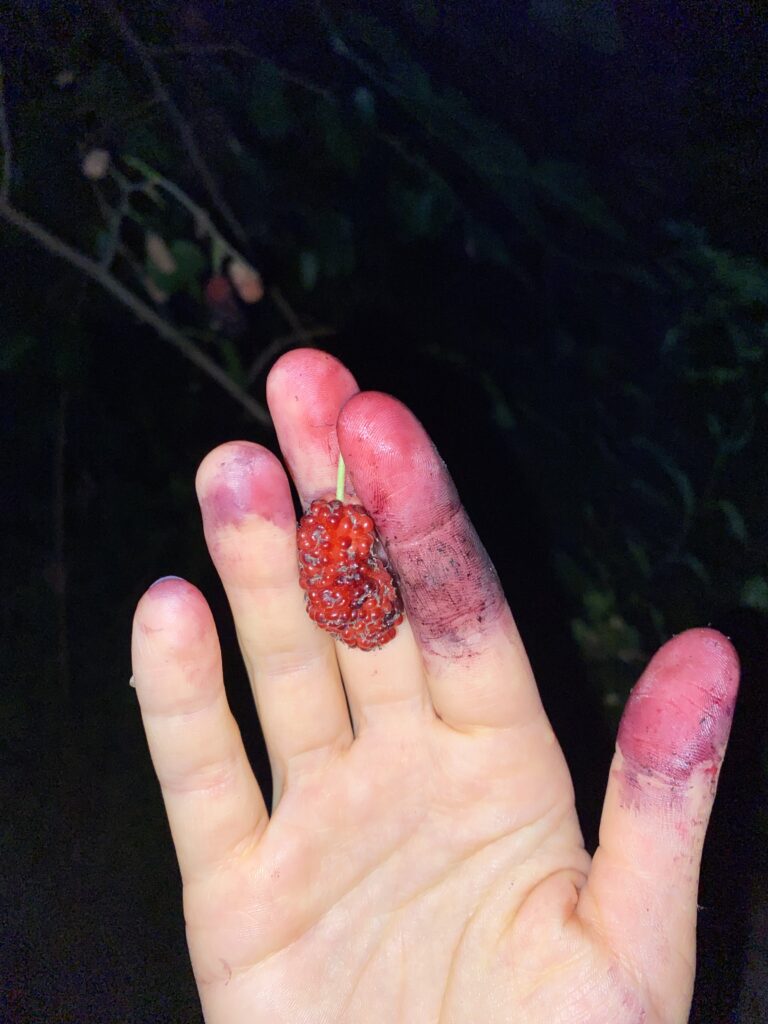 «Я їду додому їсти шовковицю з дерева». Видавництво ist publishing випустило артбук художниці Каті Лесів