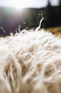 Ліжники та гуні: Як бренд вовняних виробів Gushka відроджує українську культуру та ремесла