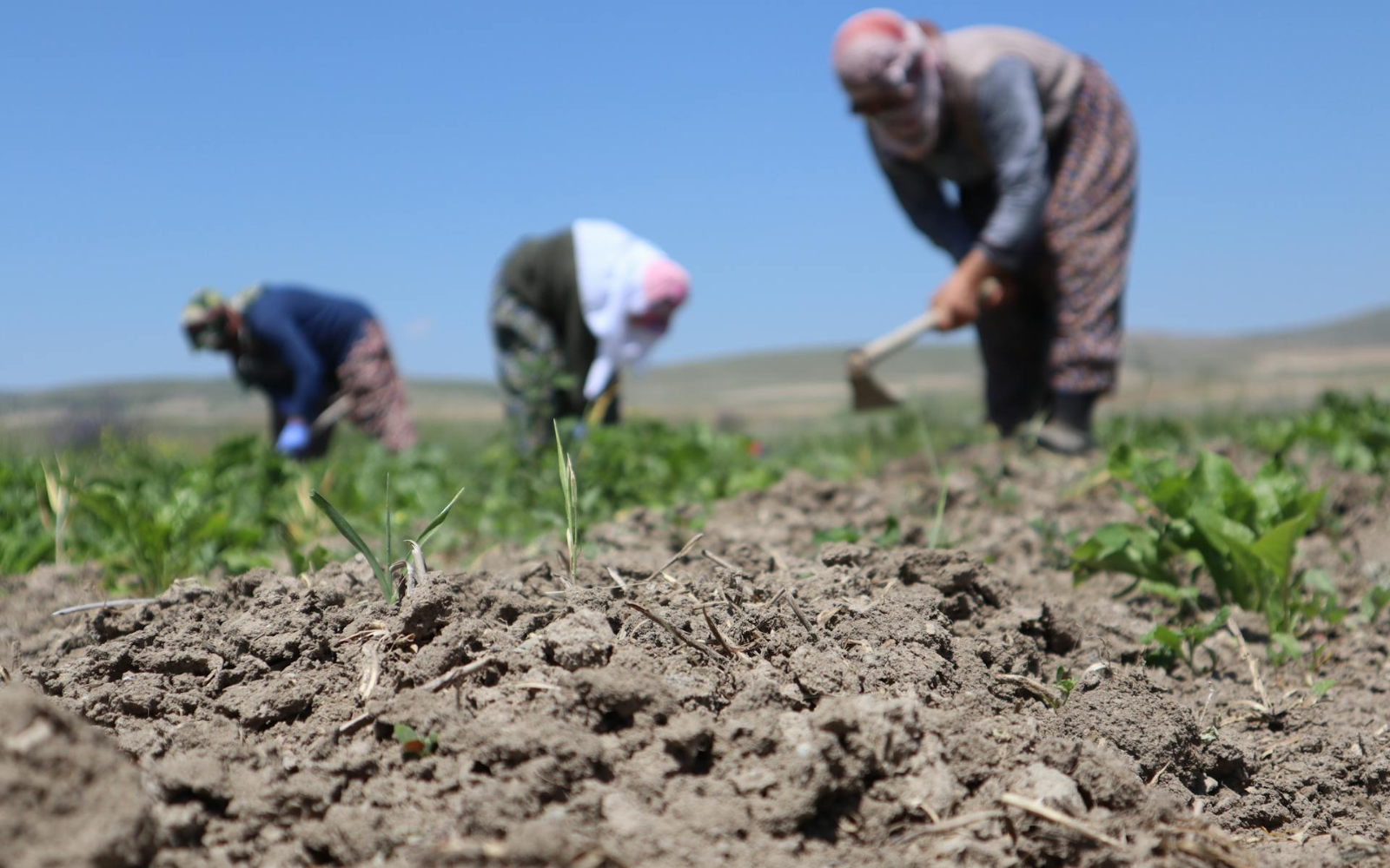 Мінсільгосп США заблокував призначення жінок у соєву раду: на їхні місця призначили чоловіків